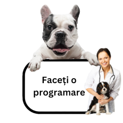 dog-programare4